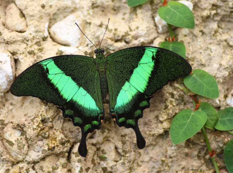 Motylarnia Dębki